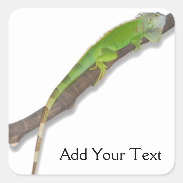 Green Iguana on White Sticker (Front)