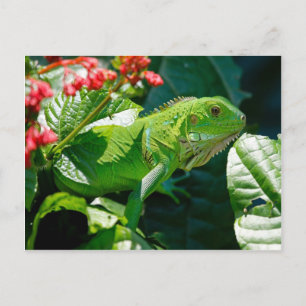 Green iguana postcard