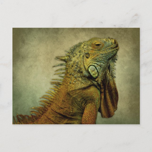 Green Iguana Postcard (Front)