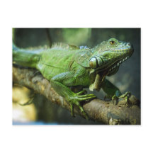 Green Iguana