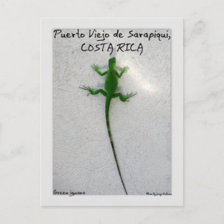 Green iguana postcard