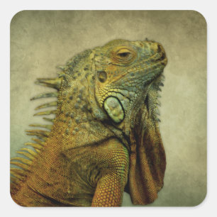 Green Iguana Square Sticker