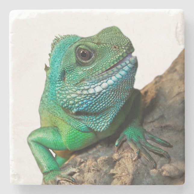 Green iguana stone coaster (Front)