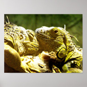 Green iguanas head to head poster