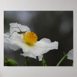 Green Insect on White Poppy Photography Poster