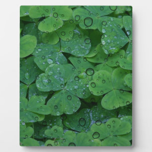 Green Irish Clover Plaque