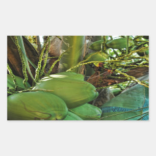 Green Island Coconuts Palm Tree Sticker