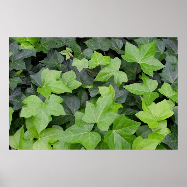 Green Ivy Botanical Print (Front)