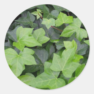 Green Ivy Botanical Print Classic Round Sticker