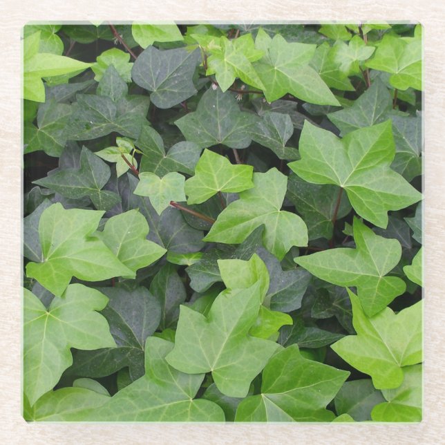 Green Ivy Botanical Print Glass Coaster (Front)