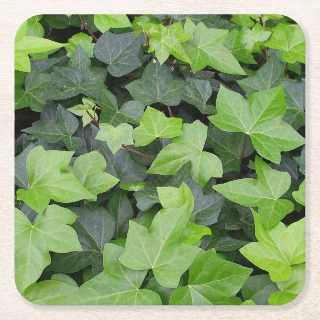 Green Ivy Botanical Print Square Paper Coaster (Front)