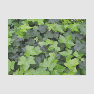 Green Ivy Botanical Print Tissue Paper