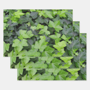 Green Ivy Botanical Print Wrapping Paper Sheet