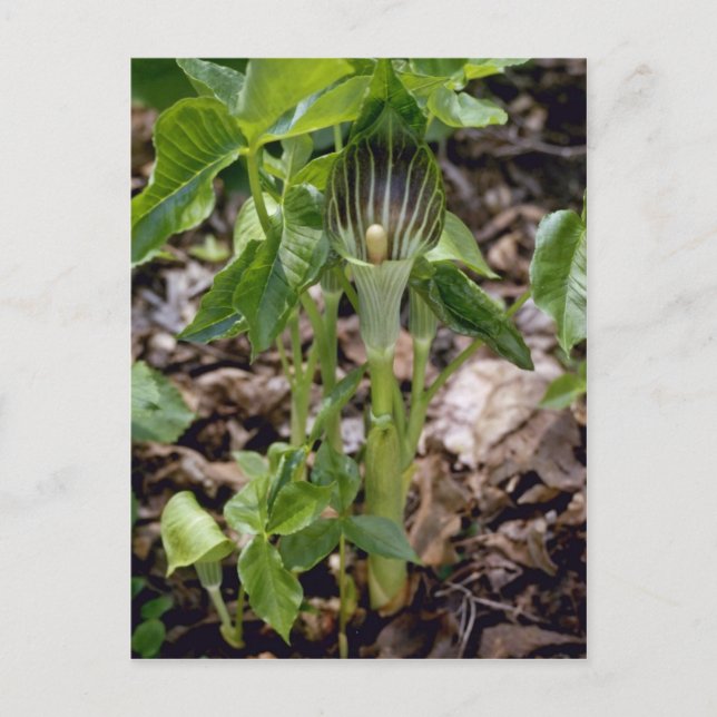 Green Jack-In-The-Pulpit (Arisaema Atrorubens Var. Postcard (Front)