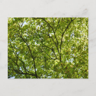 Green Japanese Maple Holiday Postcard