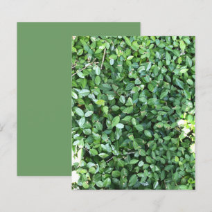 Green Jasmine Leaves Sunlight Scrapbook Paper