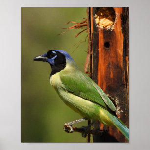 Green Jay Bird Portrait Nature Photography Poster