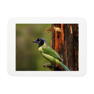Green Jay Bird Portrait Photo Fridge Magnet