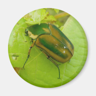 Green June Beetle Magnet