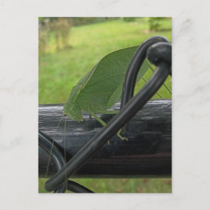 Green Katydid on Black Fence Postcard