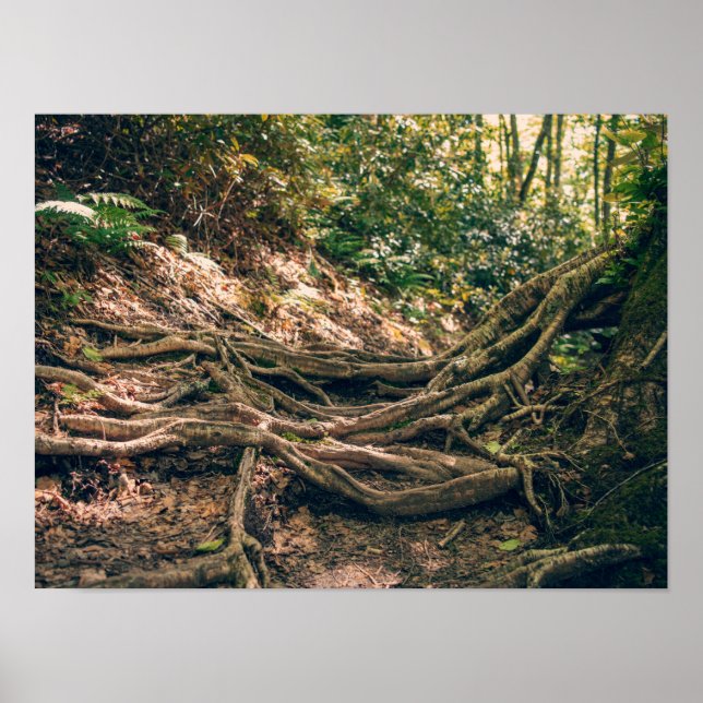 Green Knob Trail Blue Ridge Mountains Poster (Front)