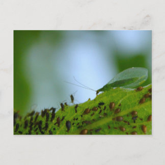 Green Lacewing Aphid Buffet Postcard
