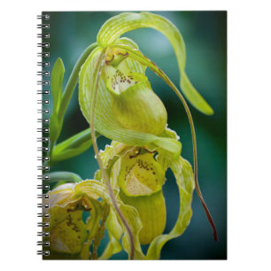 Green Lady Slipper Orchid Notebook