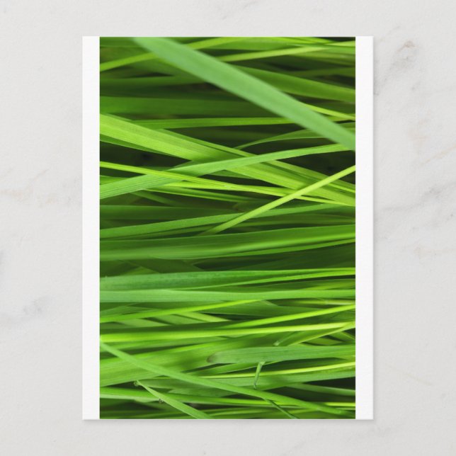 Green Leaf Art Postcard (Front)