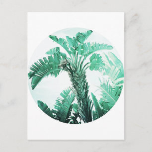 Green leaf banana plant postcard