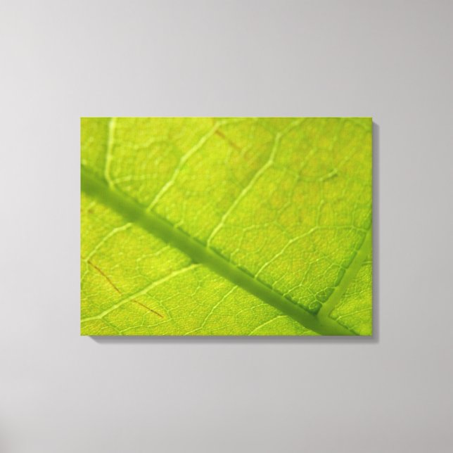 Green Leaf Botanical Nature Photography Canvas Print (Front)