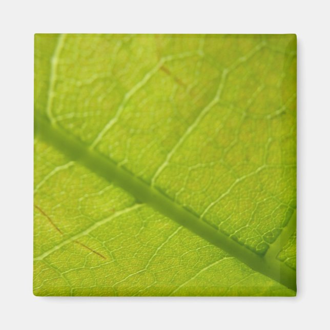 Green Leaf Botanical Nature Photography Magnet (Front)