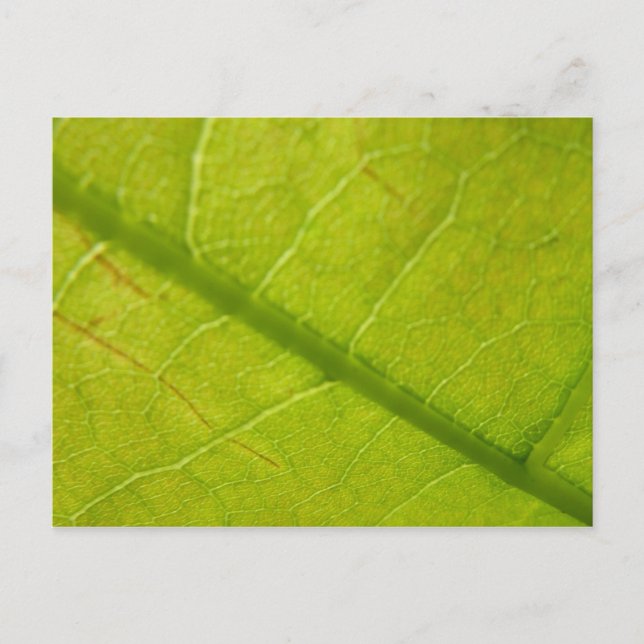 Green Leaf Botanical Nature Photography Postcard (Front)