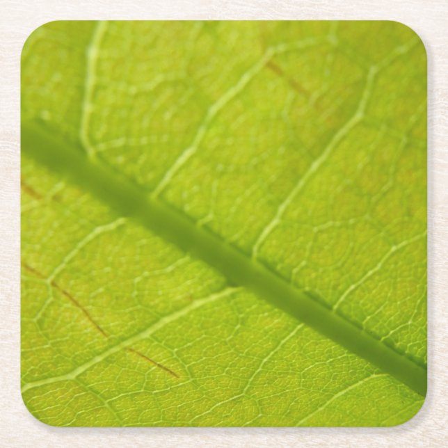 Green Leaf Botanical Nature Photography Square Paper Coaster (Front)