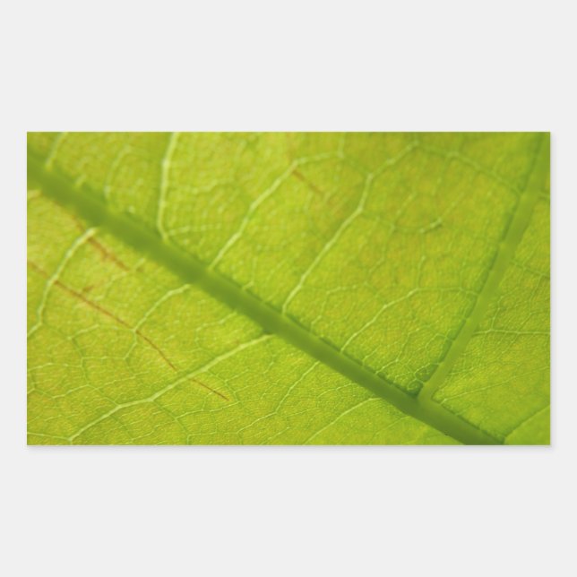 Green Leaf Botanical Nature Photography Sticker (Front)
