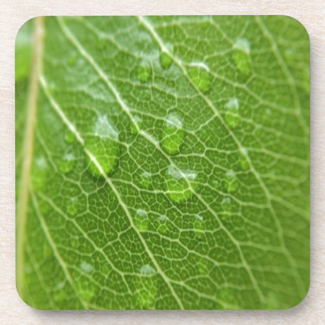 Green Leaf Coaster (Front)