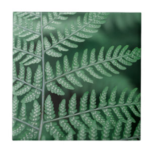 Green Leaf Focused Photo Tile