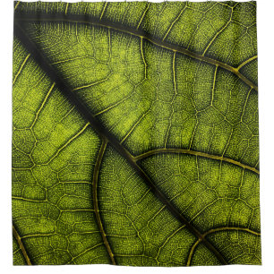 Green leaf in close up photography