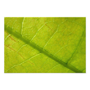 Green Leaf Nature Photography Photo Print