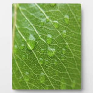 Green Leaf Plaque