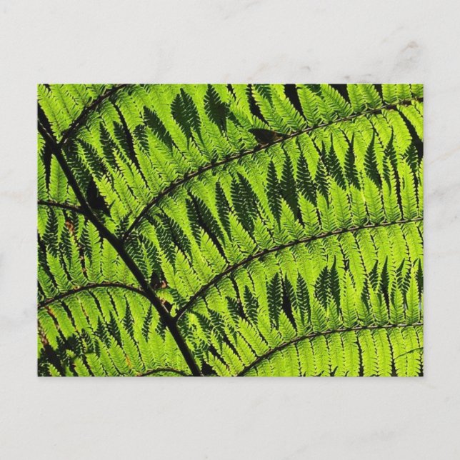 Green Leaf Postcard (Front)