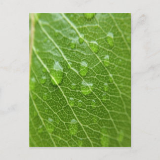 Green Leaf Postcard