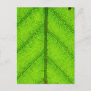 Green Leaf Postcard