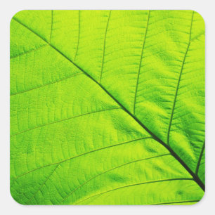 Green Leaf Stickers