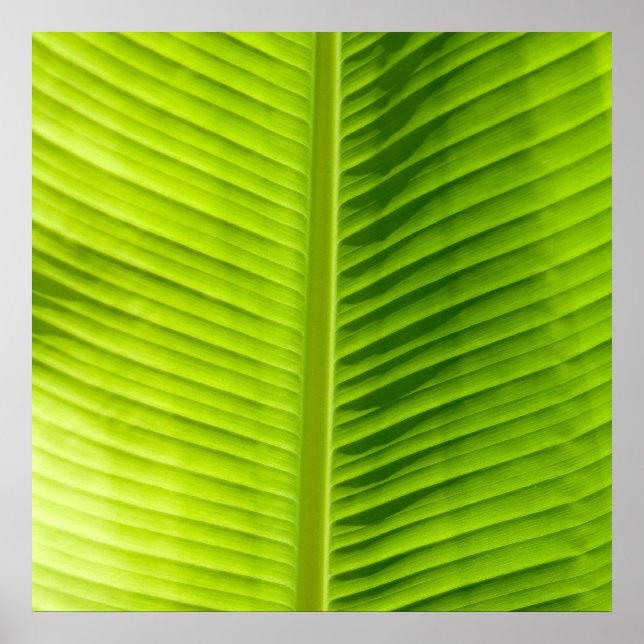 Green Leaf texture poster d'art (Devant)