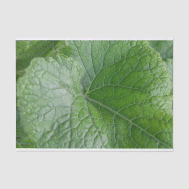 Green Leaf Vein Detail Tissue Paper (Front)