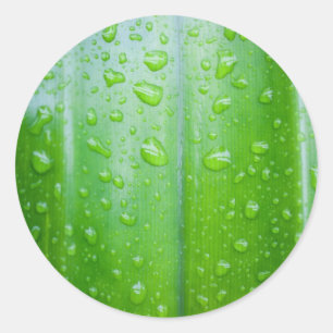 Green leaf with drops of water classic round sticker
