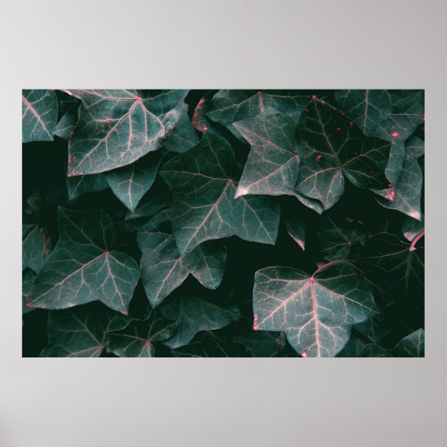 GREEN-LEAFED PLANT POSTER (Front)