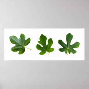 Green leafs closeup isolated on white background poster