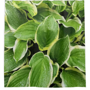 green leaves