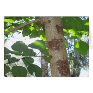 green leaves and tree trunk with cool bark
